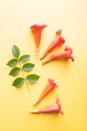 Flowers composition. Creative layout with leaves and orange flowers on yellow background. Flat lay, top view, copy spaceの写真素材