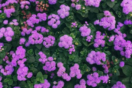 Pink flowers with green leaves. Nature background. Tropical leaf with beautiful nature.の写真素材