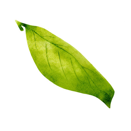 Green single watercolor leaf. Isolated floral element.の写真素材