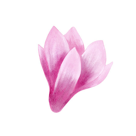Pink magnolia flower watercolor Isolated illustration. Hand drawn realistic flower for floral design and printの写真素材