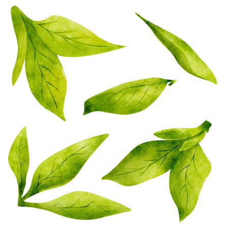 Set of light green leaves watercolor isolated elements.の写真素材