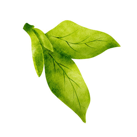 Green watercolor leaves. Isolated floral elements.の写真素材