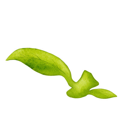 Green watercolor leaves. Isolated floral elementsの写真素材