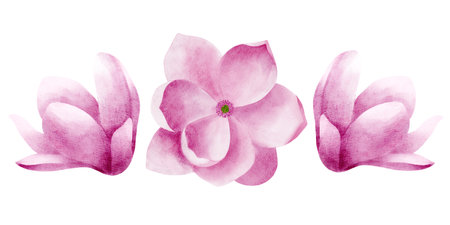 Pink magnolias top and side view, only buds, isolated objects. Watercolor illustration For the design and decoration of greeting cards, invitations.の写真素材