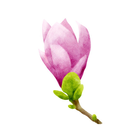 Pink magnolia flower on a brown branch with tiny green leaves. Delicate watercolor illustration in botanical style. Hand drawn realistic flower for floral design and print.の写真素材