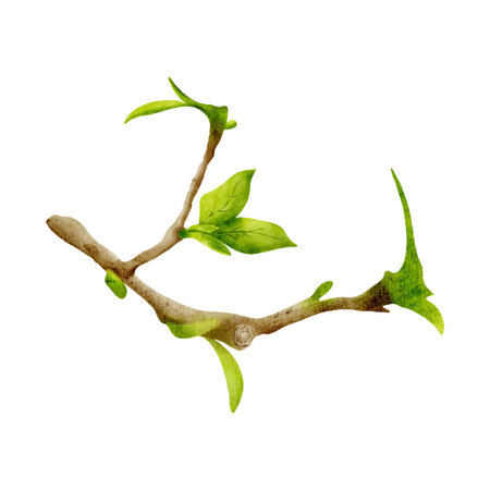 Brown tree branch with green leaves. Watercolor illustration hand drawn in botanical style. Separate object element on white backgroundの写真素材