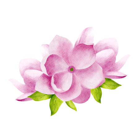 Composition with pink watercolor magnolia flowers with green leaves. Isolated object for the design of postcards, invitations, congratulations,creating patterns, packaging, decorating fabric and dishes.の写真素材