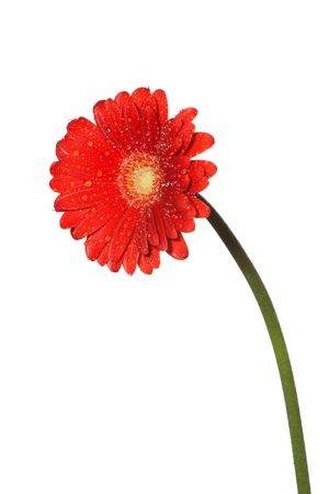 Gerbera Redの写真素材