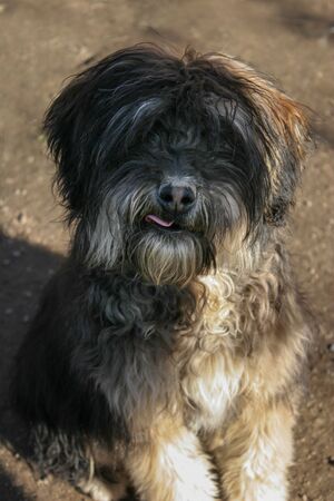 Cute Dog