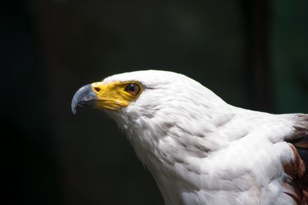 Fish Eagle head and shoulder posede in brilliant sinlight with sharp eyeの写真素材