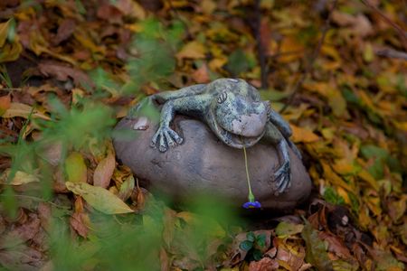 garden frogの写真素材