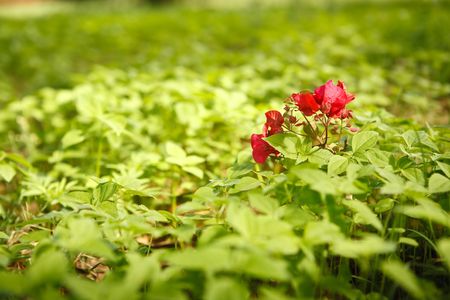  Red Flowers in a green field of leaves in the late sun8の写真素材