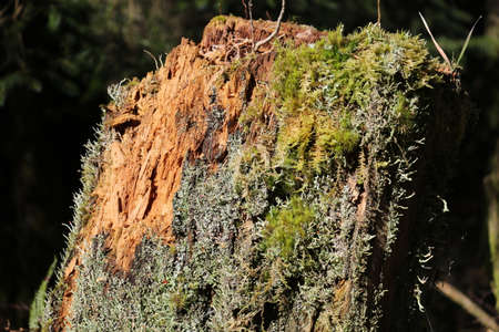Rotten tree trunk