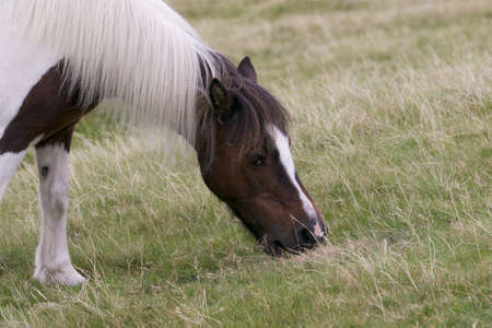 Dartmoor Pony Grazingの写真素材