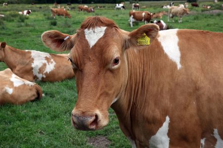 Cow on a farmの写真素材