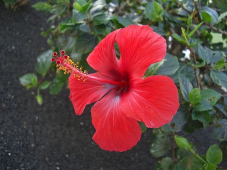 Red Hibiscus, as seen in many tropical gardens.の写真素材