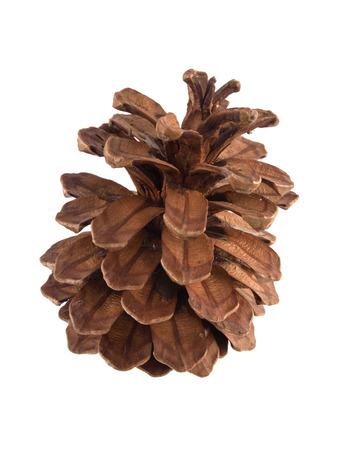 Pine or fir cone on a white background. 