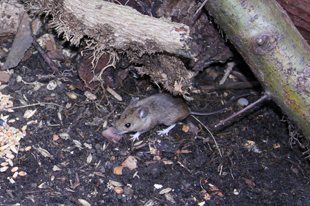 Wild mouse scavenging for food in its natural surrounding.