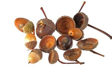 Close up photo of acorns on a plain white background.の写真素材