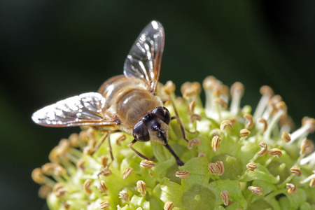 Close-up, macro photo of a Fly feeding on an Ivy flower.