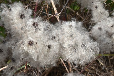 Star shaped seeds of Old Mans Beard (Clematis vitalba), with long silky attachments, ready for...