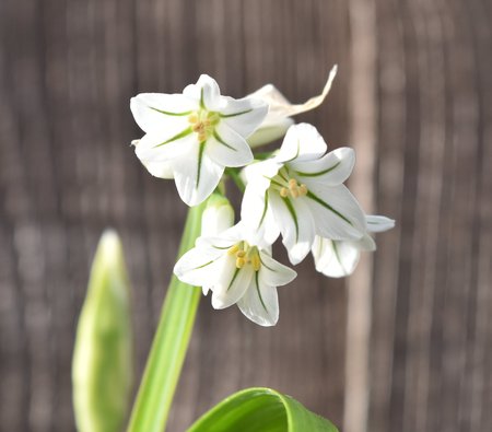 A closeup of flowers of the wild onion (Allium triquetrum)の写真素材