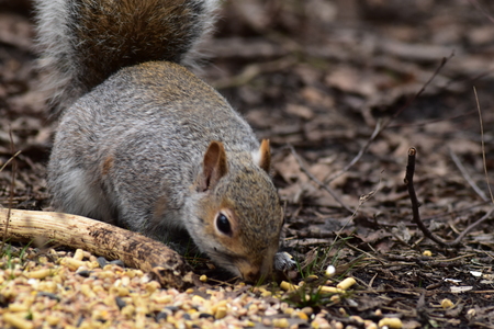 grey squirrel (Sciurus carolinensis) feeding on bird seedの写真素材