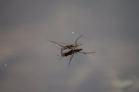 Close up of a pond skater (Gerris lacustris) supported by surface tensionの写真素材