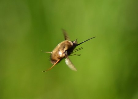 Dark-edged Bee-fly  (Bombylius major) in flight, proboscis outstretched