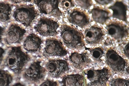 Close up of Honeycomb Tube Worm (Sabellaria alveolata) encrusting a rocky shore at mid-tide levelの写真素材