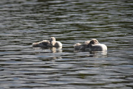 Mute swan (Cygnus olor) cygnets, sleeping afloat on a lakeの写真素材