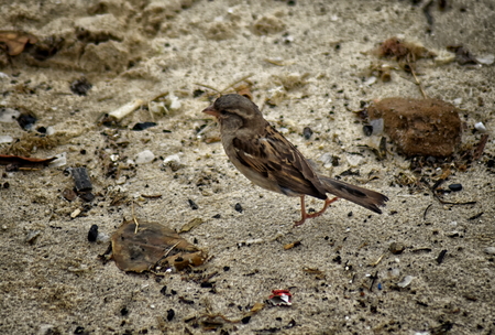 House Sparrow (Passer domesticus) on the beach at Buzios. Caught at moment of take off, both feet in the air but before spreading wings.の写真素材