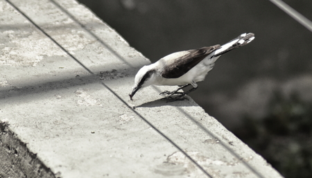 Masked water tyrant (Fluvicola nengeta) perched on a wall with an earwig in its beakの写真素材