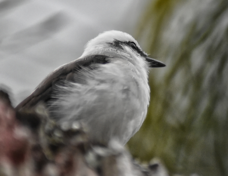 Masked water tyrant (Fluvicola nengeta). Close up from below the bird's perchの写真素材