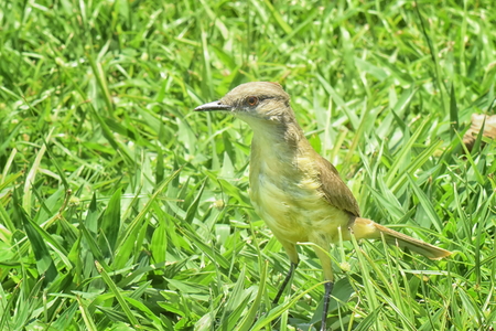 Cattle Tyrant (Machetornis rixosa). Close up of bird standing in grass, facing side on to the camera.の写真素材