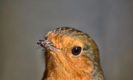 Robin (Erithacus rubecula) close up of headの写真素材