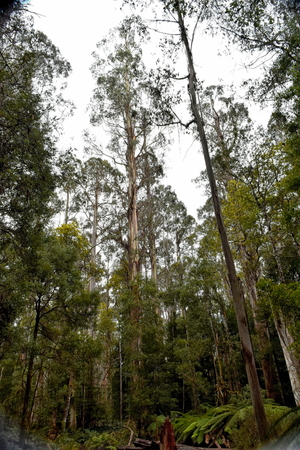 Cumberland walk Big Treeの写真素材