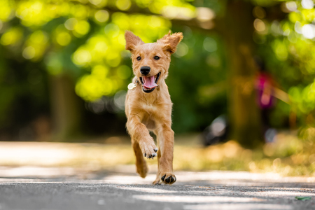 A Golden Retriever puppy running towards the camera over a path in the park with ears flapping.の写真素材