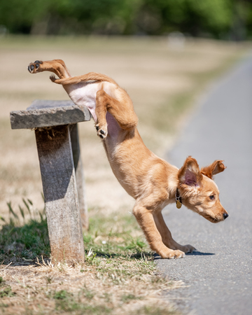 A Golden Retriever puppy clumsily jumping down from a simple bench in the park on a sunny day.の写真素材