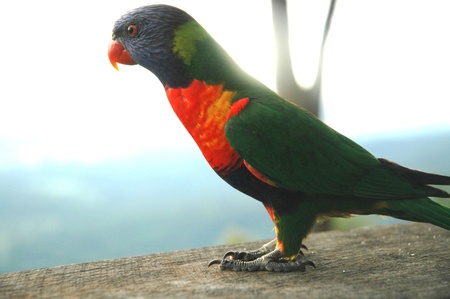 A parrot sitting on the fence looking out over the valley below.