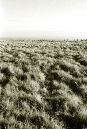 black and white image of a field of gorseの写真素材