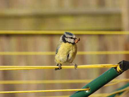A blue tit waiting his turn to deliver a bug to his chicks in their nestの写真素材