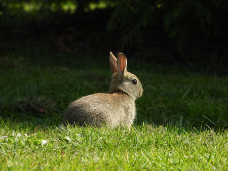 Small rabbit in the grass Betchworth surrey