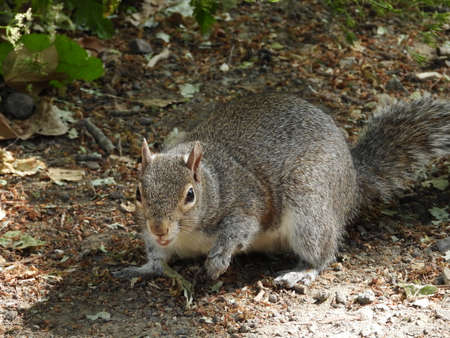 British grey Squirrel showing its teeth