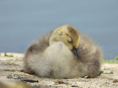 A very young Canadian goose gosling fast asleep close up profile