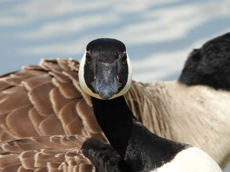 Canadian Goose extreme close up head profileの写真素材