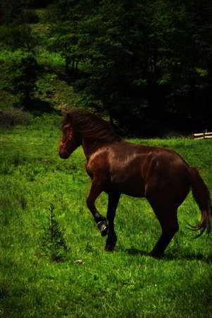 wild horse の写真素材