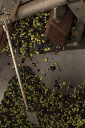 Phase lavaggio.Le olives fall into the void after the passage in the washing tub.の写真素材