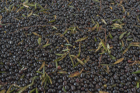 Olive Cilento. delivery of the olives. Production of extra virgin olive Italian. Freshly harvested olives.の写真素材