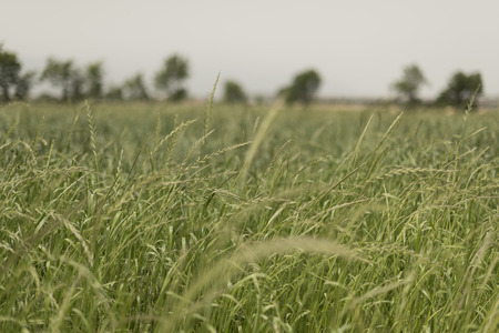 Italian landascape. Field of forage